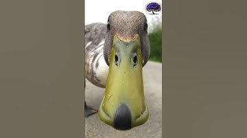 how many?   #usa  #usatrend #usatoday #riddleoftheday #enigmas  #usa #chicago