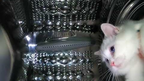 Interstellar Cat
