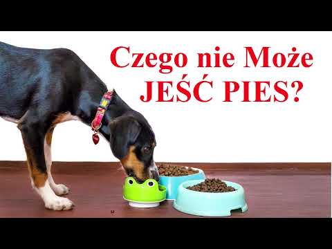 Wideo: Historia białego psa alzackiego