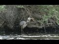 Great Blue Heron Swallows a Herring on the Charles River
