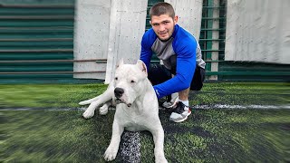 The Top 10 White Dog Breeds