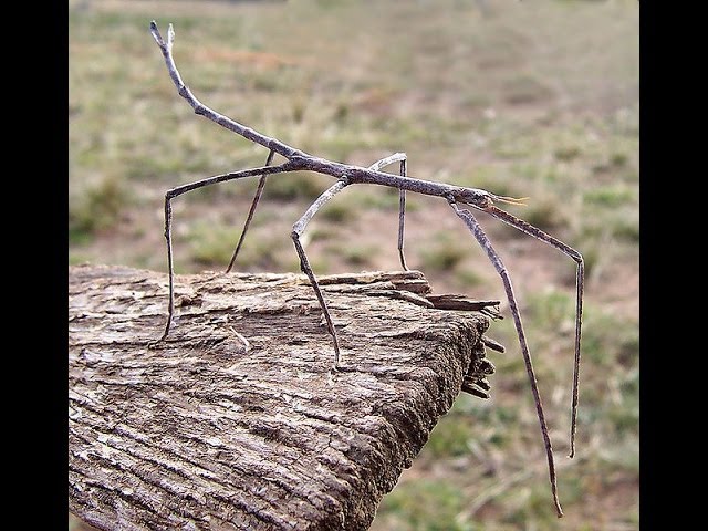 Stick Bugs - Lessons - Blendspace