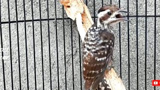 Download Lagu suara platuk beras gacor pedas MP3