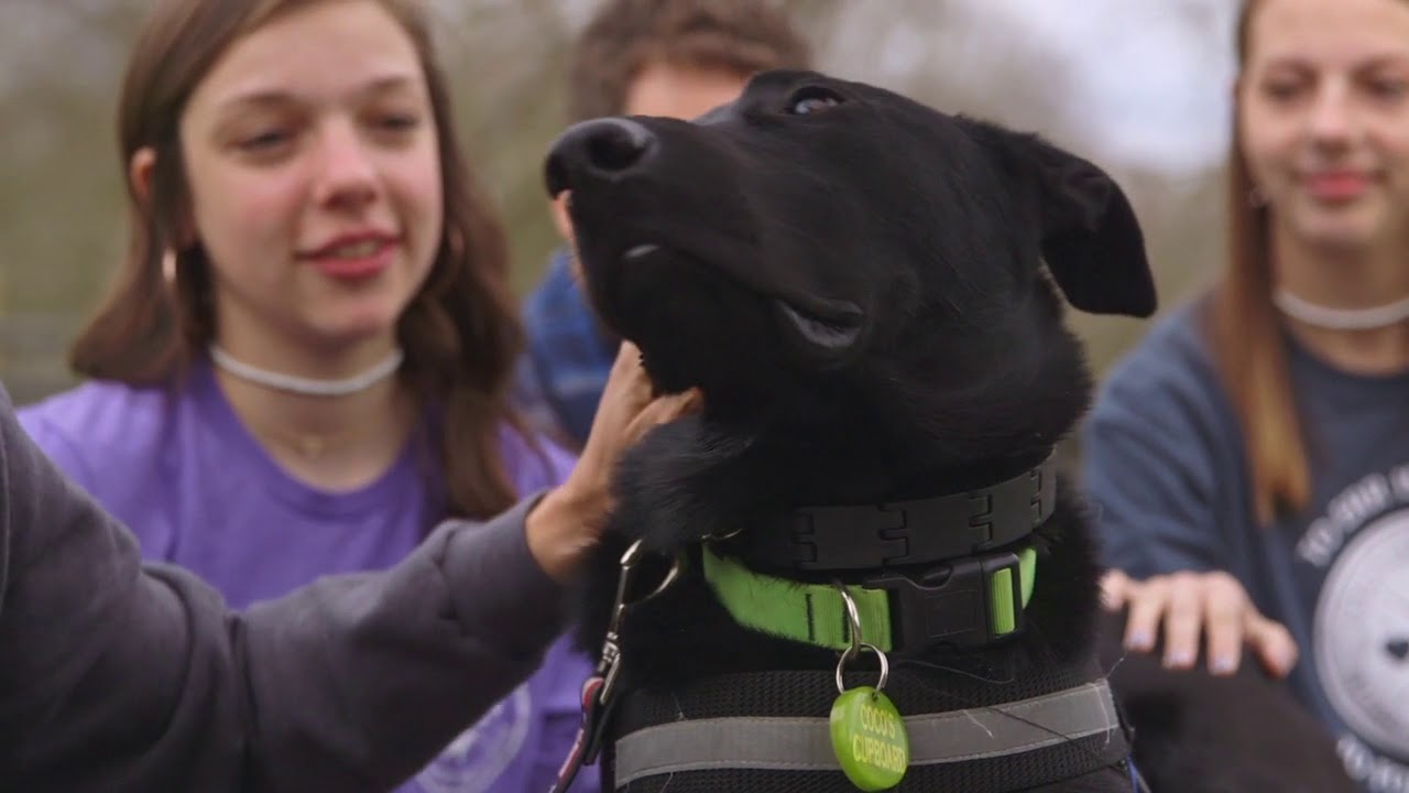 FOSTERING A DOG, WHAT'S IT REALLY LIKE? Foster a dog, save a life