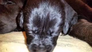 High Country Newfoundlands Newborn Puppies 2 Weeks Old Loving Mother's Milk Feeding