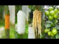 ,,How to Air  Layering  Lemon tree in summer season /easy method to grow lemon tree from   home,,
