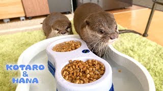 カワウソコタローとハナ　流しそうめん機でごはんを食べる！　Otter Kotaro&Hana Eating Food with Flowing Noodle Machine