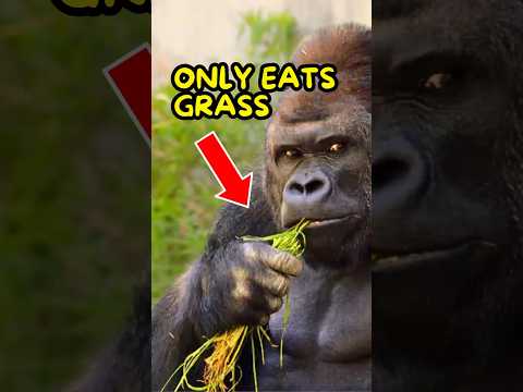 Why Are Gorillas So Strong If They Only Eat Plants