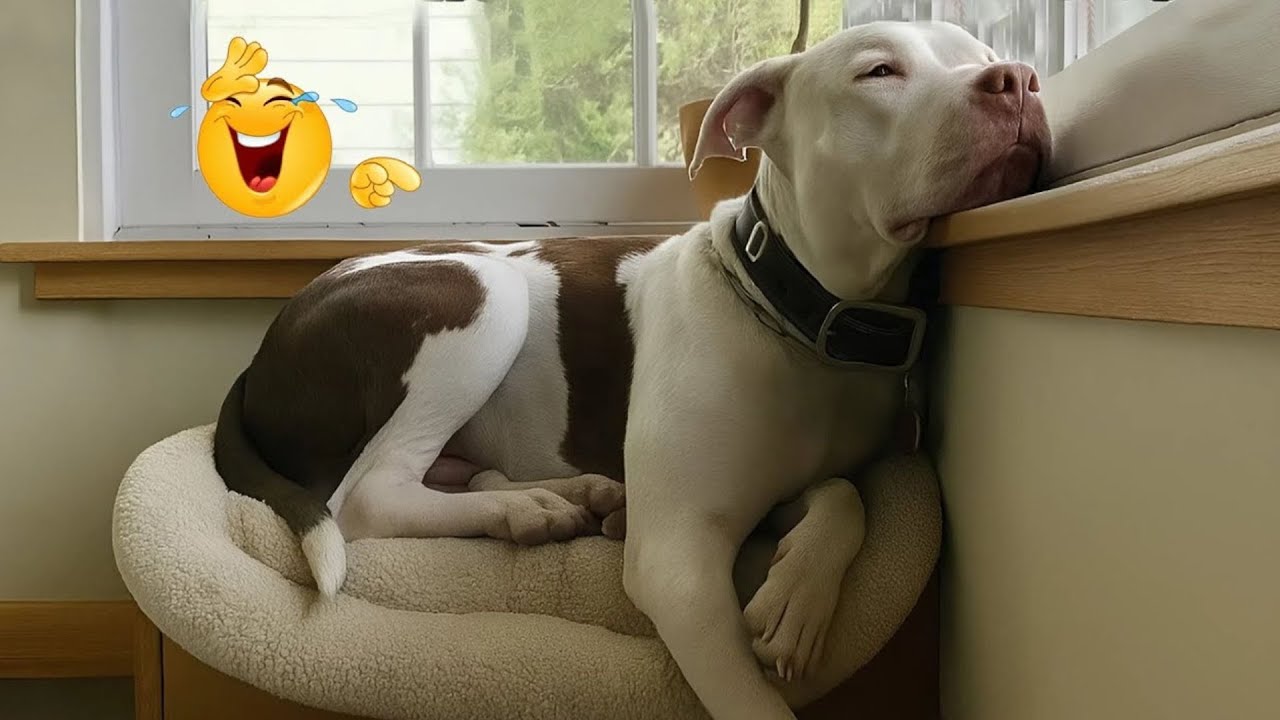 HILARIOUS DOGS Being Weird 🤪 NEW Funniest Dogs Video 2025 #30