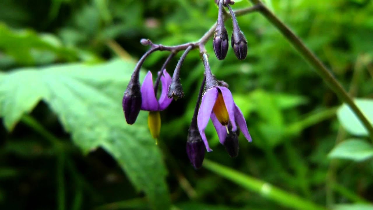 'Poisonous Plants 121' Solanum dulcamara, woody nightshade YouTube