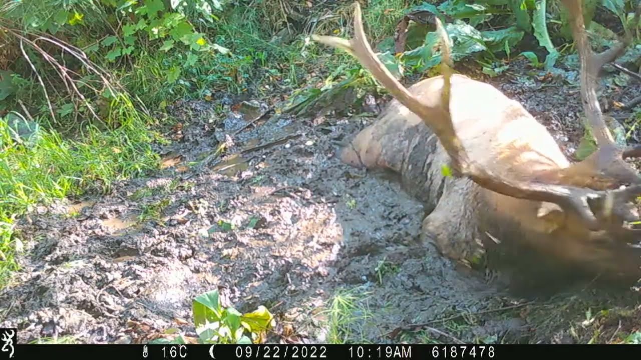 Wallowing Bull Elk - YouTube