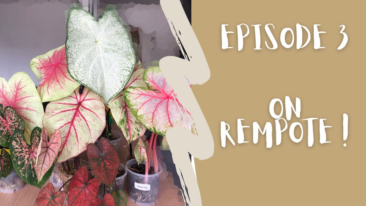EPISODE 3 : Caladium // Pousse et Rempotage ! 🌱🌱