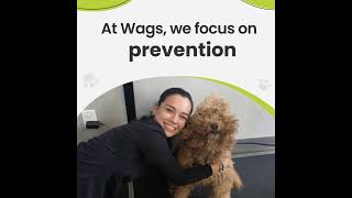 Pet Wellness Exams in Brickell | Preventive Care at Wags Animal Hospital