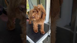 How to Use a Forced Air Blow Dryer on a Dog