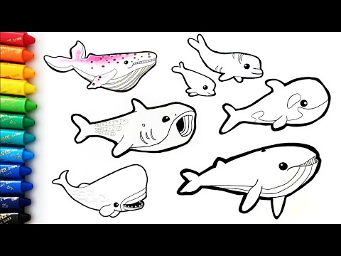 Octonauts Whale Coloring Page