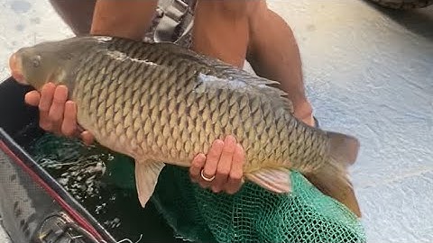 Chia sẻ bài mồi câu lục và lăng xê mùa đông chuyên chép trắm trôi 