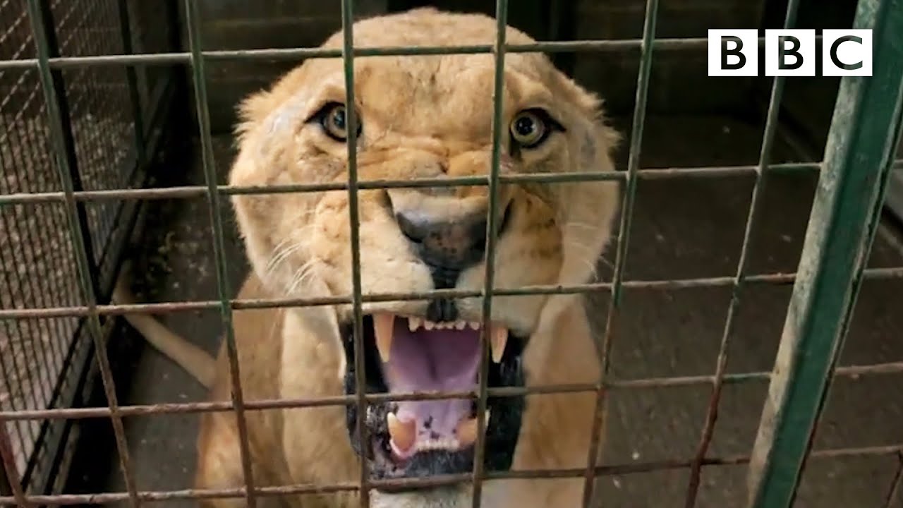 Saving Jumba the Lion's Tail | Animal Park - BBC - YouTube