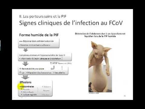 Vidéo: Péritonite Infectieuse Féline (PIF) Chez Le Chat – Traitement De La PIF Chez Le Chat