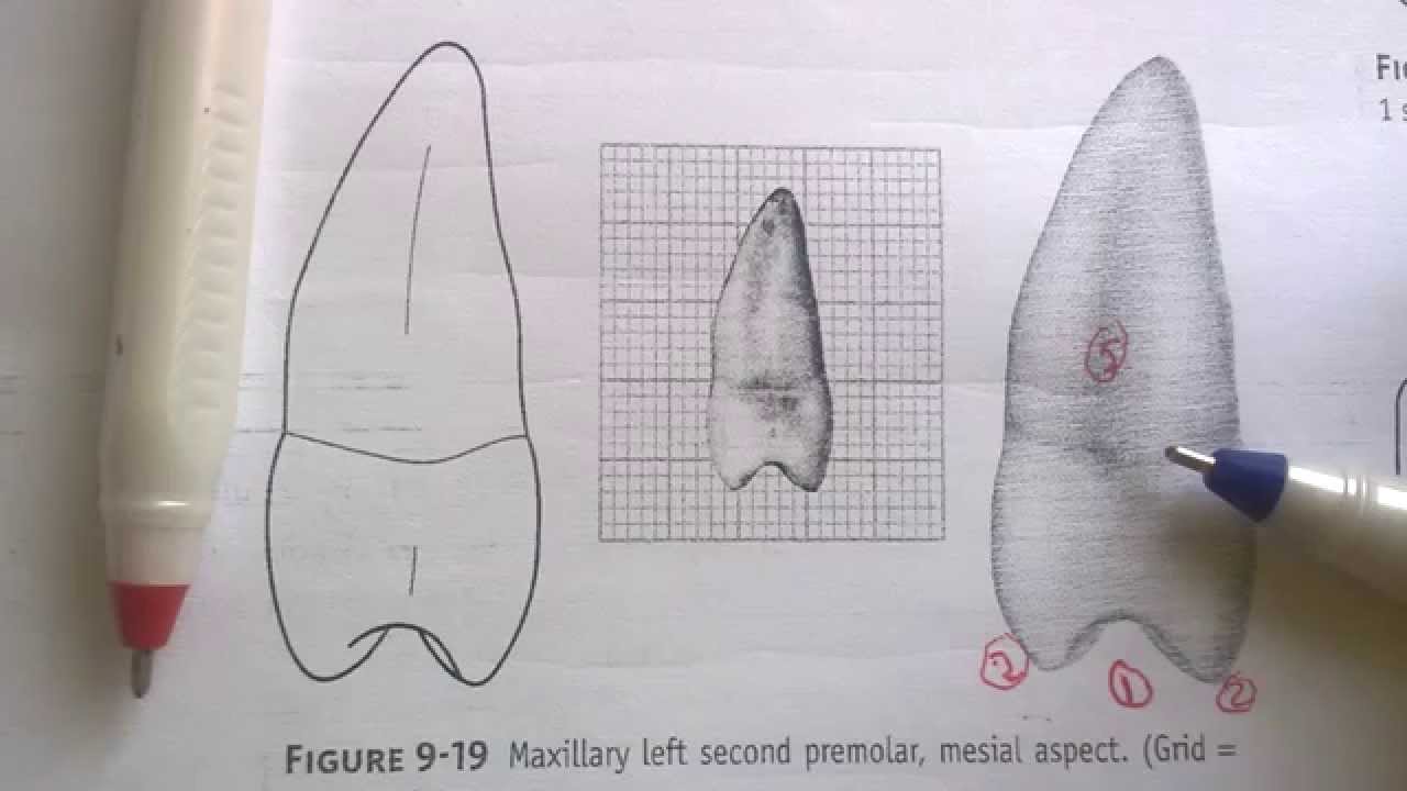 maxillary left second premolar mesial and distal aspects youtube maxillary second premolar