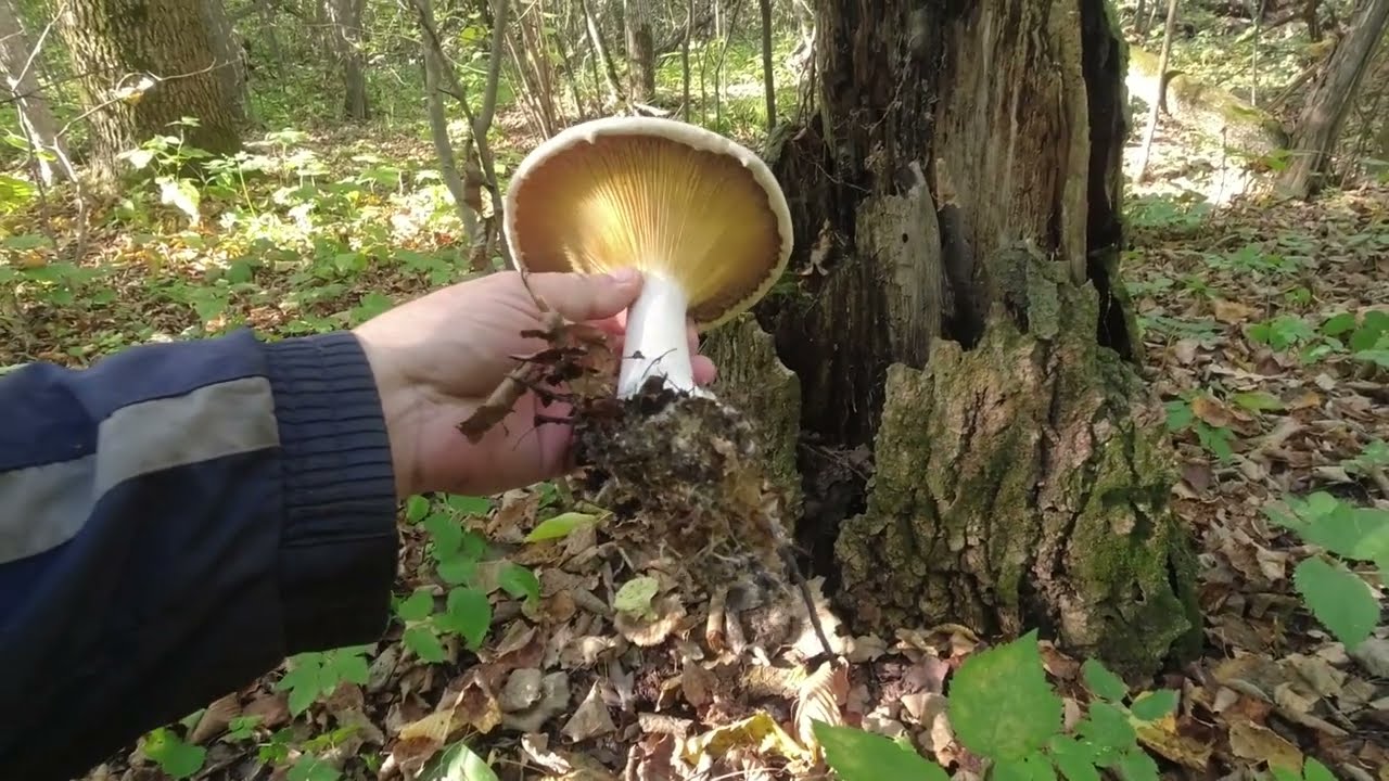 За опятами в заброшеный лес🤫