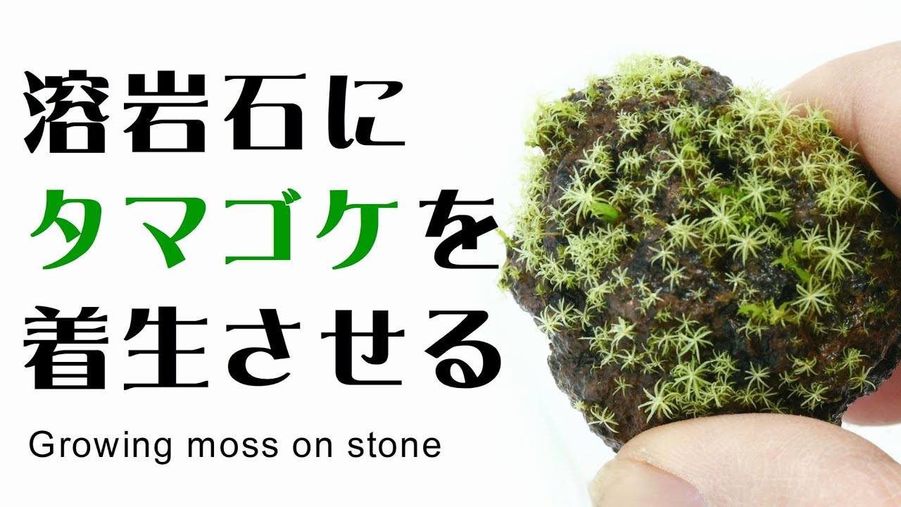 溶岩石にタマゴケを着生させる 苔テラリウム着生テクニック 03 Making A Mossy Stone In Terrarium Youtube