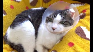 【耳が一つになったのら】My cat had cancer removed and is now one ear.