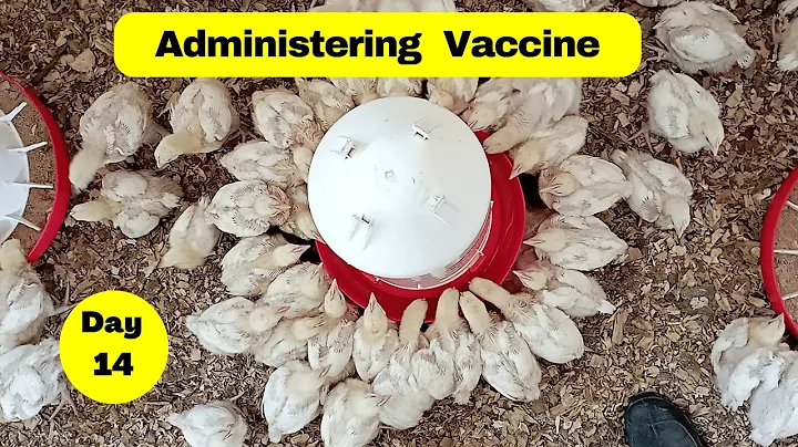 Administering Gumboro Vaccine to Our Chicks | Brooding Day 14 ; Part B