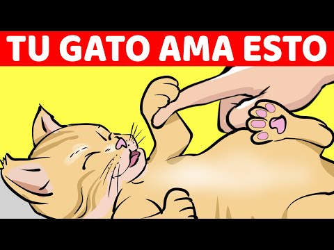 Video: Cómo hacer que comer sea más fácil y más agradable para un gato que envejece