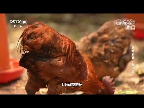 抓瓢鸡还得用陷阱《味道》20231216 | 美食中国 Tasty China