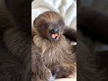❤️🦥 SLOTHS ARE THE BEST TEACHERS! // Listen Up!