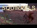 Squirrel daily entertainment 😄