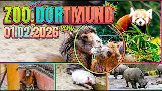Kamel-Kuss &amp; Red Panda Love: Das Beste aus dem Zoo Dortmund (01.02.2026) #dachzeltwoody  #zoo