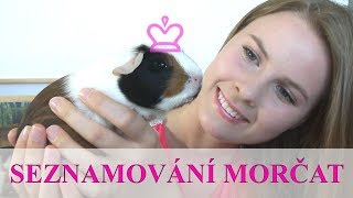 Seznamování morčat | Návod a tipy pro úspěšné zařazení morčete do skupiny