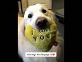 This is how dogs say "I love you" ❤🐶 #dogmom #dogmomlife #dogowner #doglover