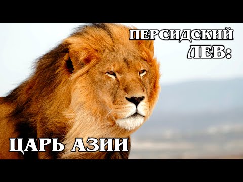 АЗИАТСКИЙ ЛЕВ: Чем индийский лев отличается от африканского | Интересные факты про львов