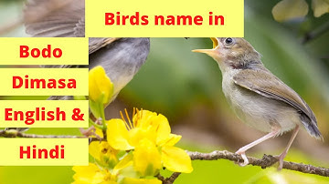 Birds name in Bodo, Dimasa, English & Hindi