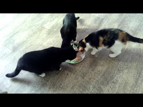 Video: Kattenliefdebeten: Wat Betekenen Ze?