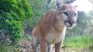 A Male Mountain Lion Passing By My Cameras, Four Hours Before I Checked Them On February 7, 2023