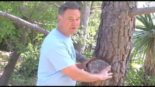 Healing of a Double Lead Excision - Prune Like a Pro