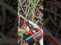 Say goodbye to rusty, hard-to-maintain shears! #electricpruner #tools #pruning #powertools