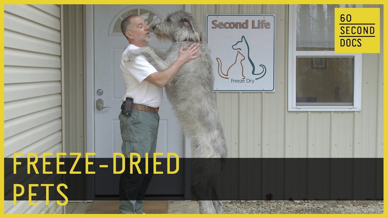 Freeze-Dried Pets | Second Life Freeze Dry // 60 Second Docs - YouTube
