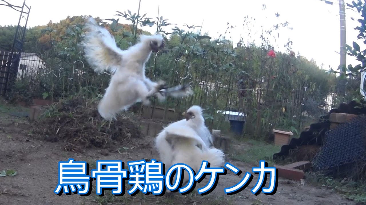 鳥骨鶏のケンカ