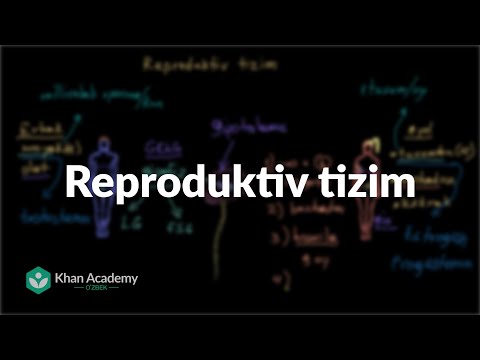 Video: Reproduktiv Tizim. Psixologning Fikri