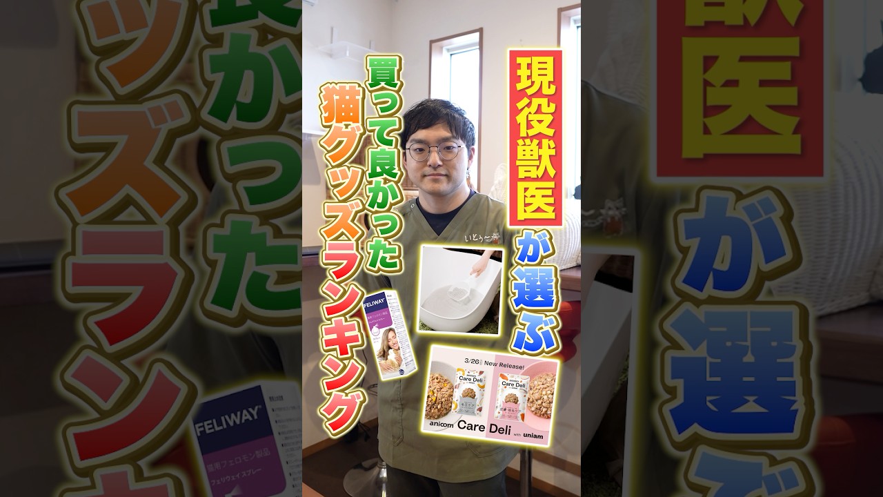 【現役獣医師が教える!】マジで買ってよかった猫グッズランキング! #獣医師いとぅ先生コラボ