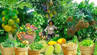Download Lagu Harvest Longan, Jackfruit, Red Mombin, Cauliflower, Red-Flesh Papaya.. To Sell At The Market, Farm MP3 Download Lagu Harvest Longan, Jackfruit, Red Mombin, Cauliflower, Red-Flesh Papaya.. To Sell At The Market, Farm MP3