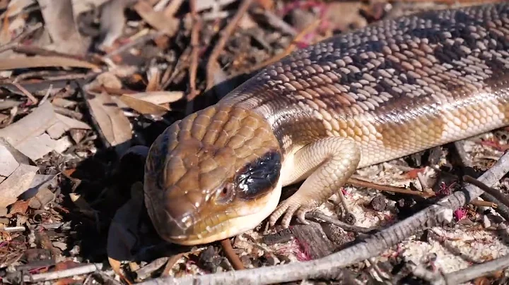 Nature Showreel - Barry Lyon