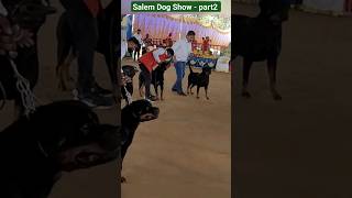 Aggressive Rottweiler in Salem dog show #rottweiler #shorts #karurkarthick @veyiloduvilayadu3388