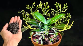 видео: Всего один раз опрыскайте! И вдруг! Каждая орхидея цветёт гораздо ярче обычного. картинка: Всего один раз опрыскайте! И вдруг! Каждая орхидея цветёт гораздо ярче обычного.