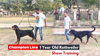 1 Years Old Rottweiler Dog Show Training | Son Of Import Rottweiler Male | Champion Line Rottweiler