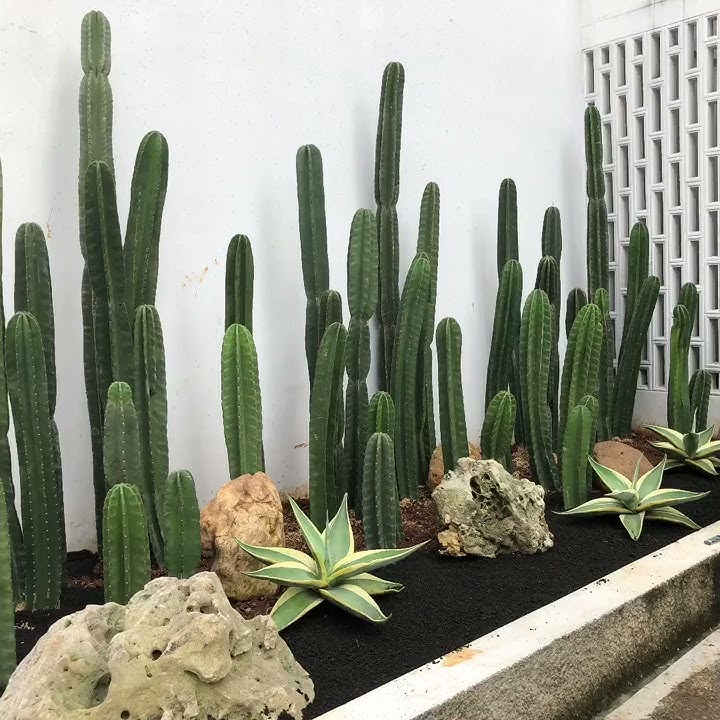 Cactus Garden | Taman Kaktus Tanpa Duri Lucu Deh | By Shop with Sky